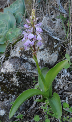 Orchis patens ssp. canariensis.