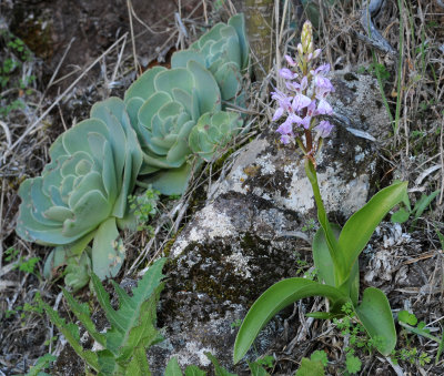 Orchis patens ssp. canariensis.