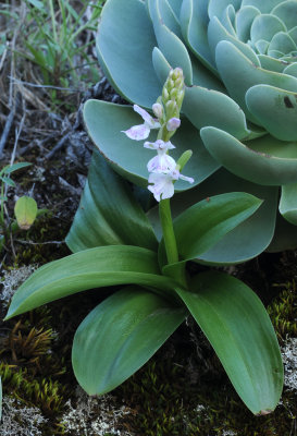 Orchis patens ssp. canariensis