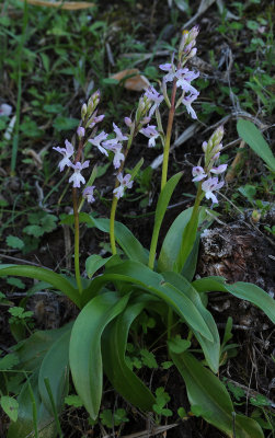 Orchis patens ssp. canariensis