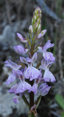 Orchis patens ssp. canariensis. Closer.