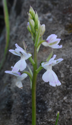 Orchis patens ssp. canariensis. Closer.