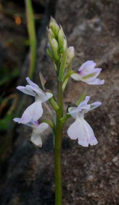 Orchis patens ssp. canariensis. Closer.