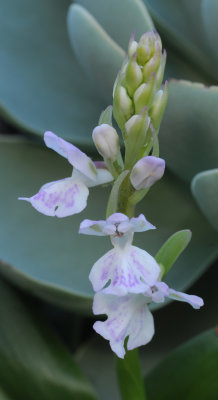 Orchis patens ssp. canariensis. Closer.