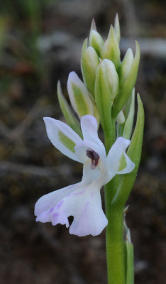 Orchis patens ssp. canariensis. Close-up.