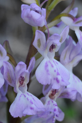 Orchis patens ssp. canariensis. Close-up.