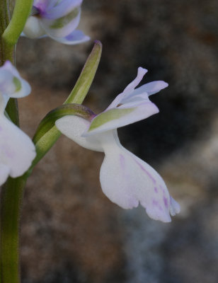 Orchis patens ssp. canariensis. Close-up side.