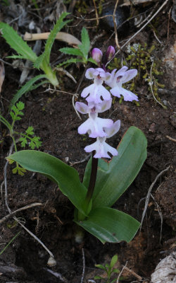 Orchis patens ssp. canariensis.