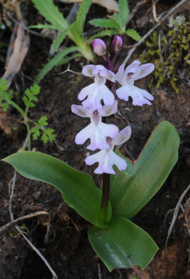 Orchis patens ssp. canariensis