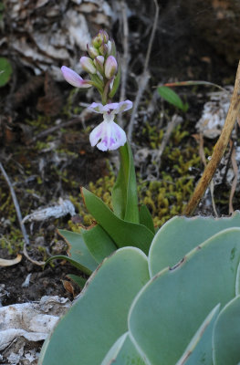 Orchis patens ssp. canariensis.