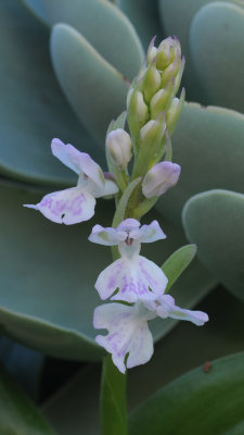 Orchis patens ssp. canariensis. Closer.