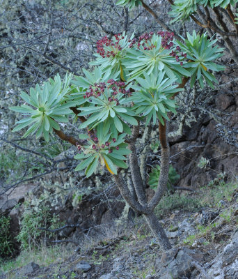 Euphorbia atropurpurea