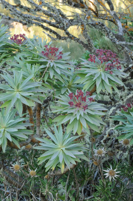 Euphorbia atropurpurea. Closer.