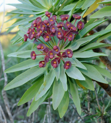 Euphorbia atropurpurea. Closer.