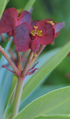 Euphorbia atropurpurea. Close-up.