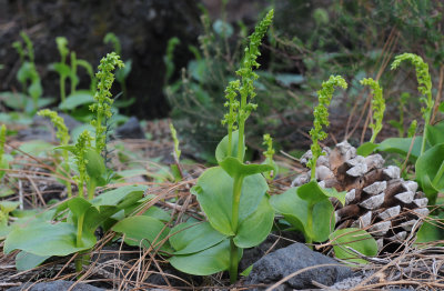 Gennaria diphylla