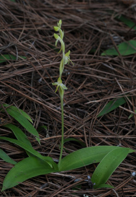 Habenaria tridactylites