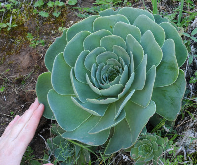 Greenovia aurea with hand.jpg