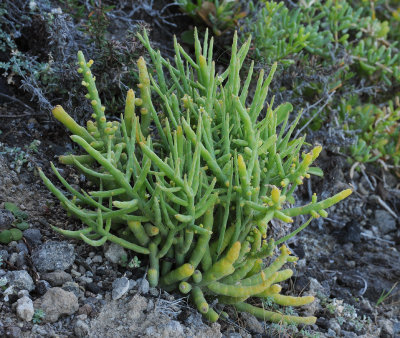 Kunkeliella subsucculenta