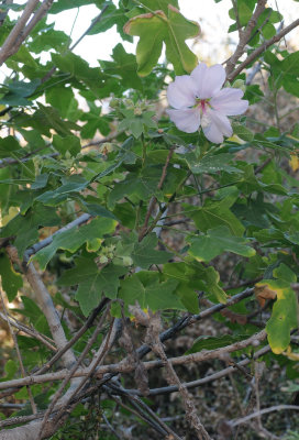 Lavatera acerifolia
