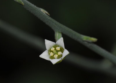 Kunkeliella retamoides. Close-up.