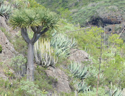 Dracaena draco