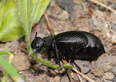 Meloe tuccius