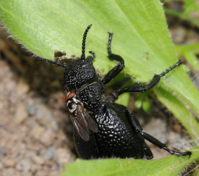 Meloe tuccius with fly.