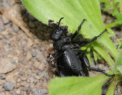 Meloe tuccius with fly.