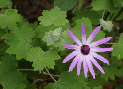 Pericallis lanata. Closer.