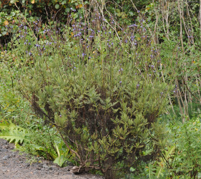 Lavandula canariensis.jpg