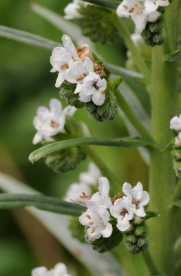 Echium virescens. Close-up.