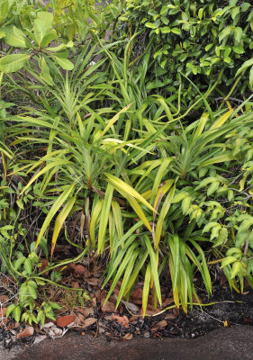 Dianella ensifolia