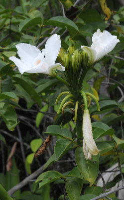Vanilla phalaenopsis. Closer.