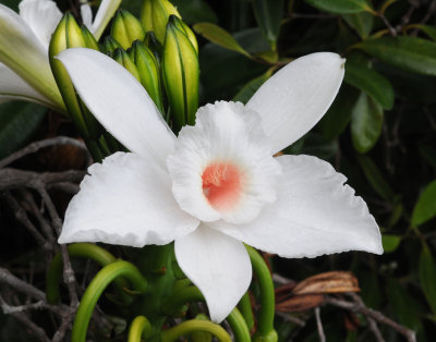 Vanilla phalaenopsis. Close-up.