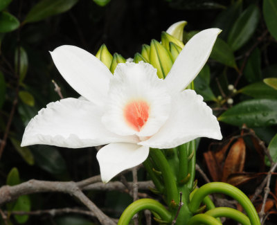 Vanilla phalaenopsis. Close-up.