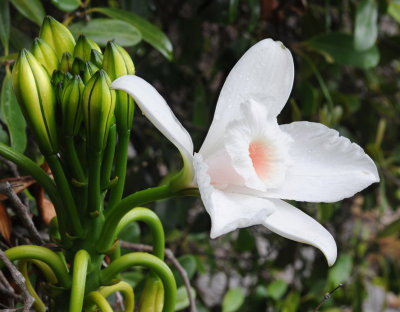 Vanilla phalaenopsis. Close-up side.