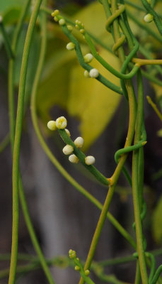 Cassytha filiformis. Closer.