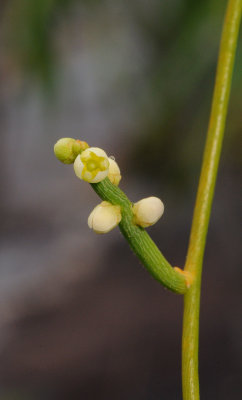 Cassytha filiformis. Close-up.