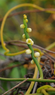 Cassytha filiformis. Closer.