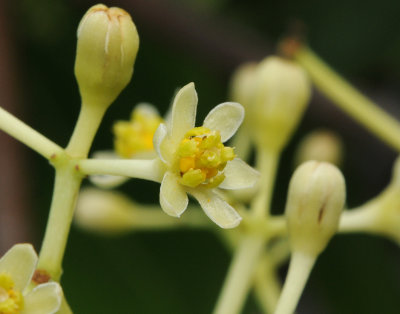 Cinnamonum verum. Close-up.