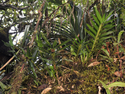 Agrostophyllum occidentale
