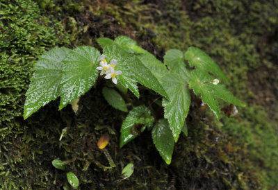 Begonia humilis