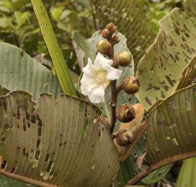 Dillenia  ferruginea. Close-up.