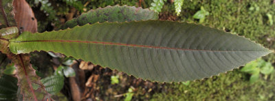Dillenia  ferruginea. Leaf of a young tree.