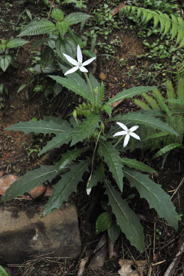 Hippobroma longiflora