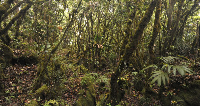 Mossy forest on Morne Blanc.