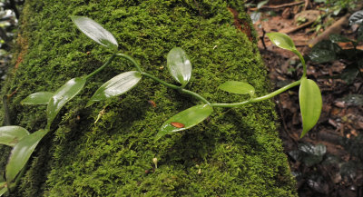 Vanilla planifolia