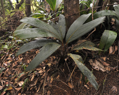 Young plant of Phoenicophorium borsigianum