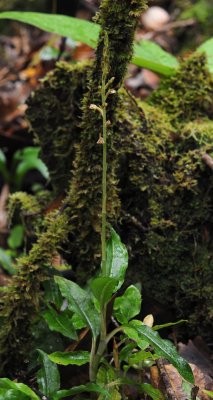Goodyera seychellarum